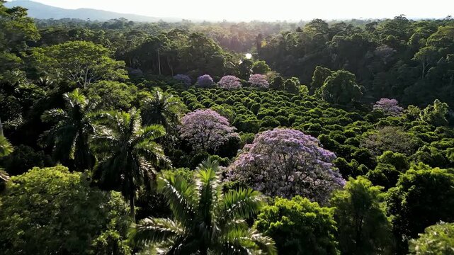 A majestic aerial flyover of a dense tropical rainforest with beautiful blooming purple jacaranda trees