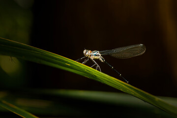 The Common Flatwing or Austroargiolestes icteromelas is a widespread and abundant species of damselfly found throughout eastern Australia.