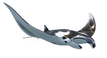 Majestic manta ray gliding gracefully through pristine ocean waters