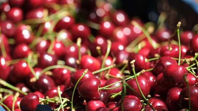 Farm workers sorting ripe cherries and packing crates in orchard