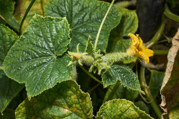 Macro photography of a cucumber ovary. Close-up of a cucumber ovary with a bright yellow flower. Details of the structure of the fruit and the fluffy stem in the natural environment.