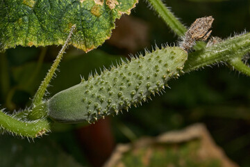 Macro photo of a cucumber on a bush against a background of green leaves. A cucumber covered with small thorns grows surrounded by green foliage. Eco-friendly product, agriculture and natural food.