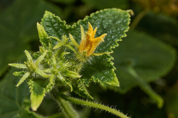 Macro photography of a cucumber ovary. Close-up of a cucumber ovary with a bright yellow flower. Details of the structure of the fruit and the fluffy stem in the natural environment.