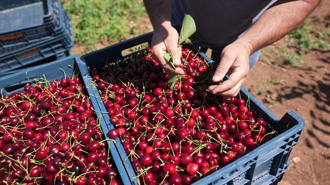 Farm workers sorting ripe cherries and packing crates in orchard
