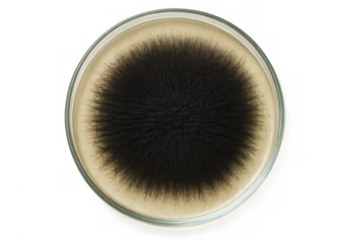 Black fungus, mold or bacteria colony growing on a petri dish discovering microorganisms, transparent background