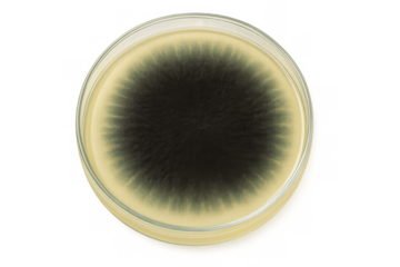 Petri dish cultivating black mold or fungus, showing microbial growth for science and research with transparent background