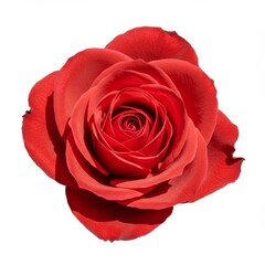 Red rose blooms beautifully in isolation