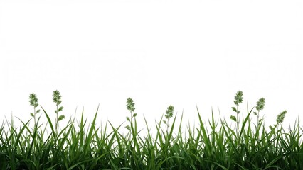 Fototapeta premium Green grass plants with seed heads on a white background.