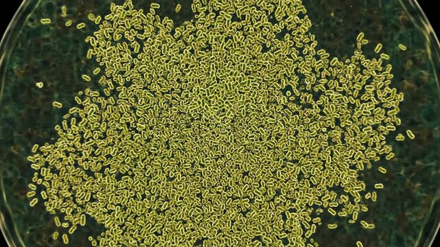 Microscopic bacteria colonies exhibiting rapid exponential growth in a culture medium, observed through a lens.