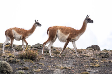 Guanacos in Andes mountains environment, Torres del Paine National Park, Patagonia, Chile.