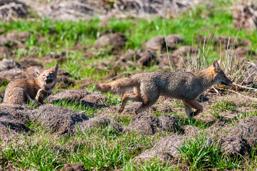 Grey fox in Ibera Marsh National Park environment, Corrientes Province, Argentina.