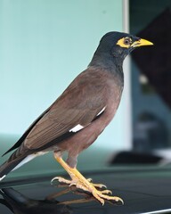 blackbird on a car roof © Along