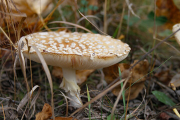 photo of toad stool mushroom with white spots growing in natural habitat in the forest