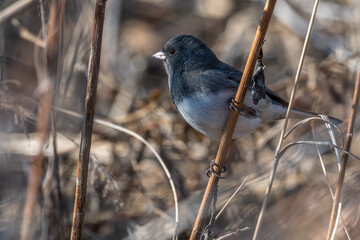 Closeup of a dark-eyed junco perched on a branch.
