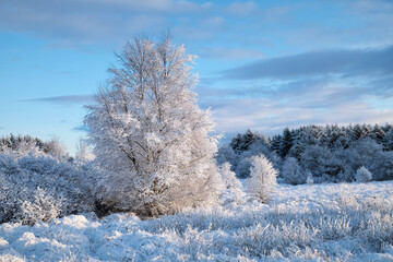 Snow and frost covered tree standing in a winter field under a blue sky. Cold seasonal landscape with icy vegetation and calm natural atmosphere.