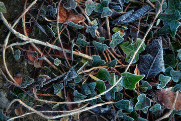 Close-up of ivy leaves covered with frost on the forest floor. Natural winter texture with frozen plants, cold weather atmosphere, and seasonal nature background.