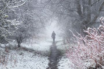 A lone person walks away down a snowy forest path, disappearing into a bright fog or mist. The surrounding trees and bushes are dusted with snow on a cold, atmospheric day.
