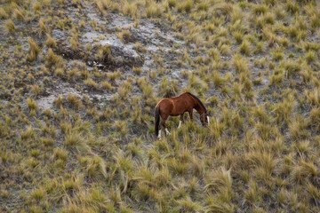 Caballos pastando en la montaña, Laguna de Quilotoa, Ecuador.