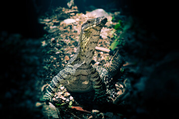 Lace monitor out hunting for food at Mount Coot-tha in Brisbane, Queensland.