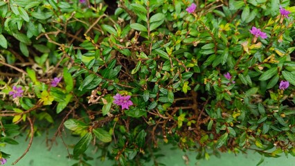 Dense green shrub and small yellow flowers forming the natural edge of a spring garden.