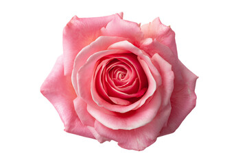 Fototapeta premium Delicate Pink Rose Blossom Displayed on Transparent Background, High Detail Top View, Soft Petals, Intricate Floral Center, Isolated Elegant Blossom, Floral Art, PNG