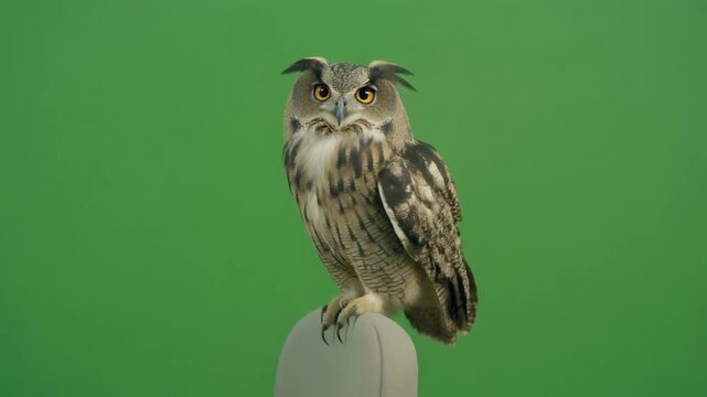 Majestic Eurasian Eagle-Owl Perched on a Chair Against a Green Screen Background.
