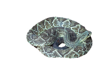 Rattlesnake coiled up in its natural habitat, perfect for camouflage.