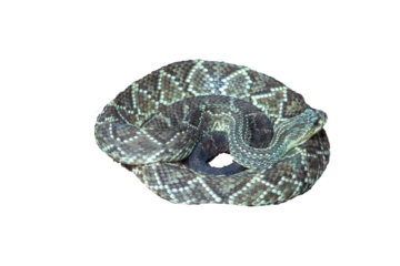 Rattlesnake coiled up in its natural habitat, perfect for camouflage.