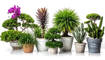 Obraz premium Assortment of potted houseplants flowering orchids, bonsai trees, succulents, and cacti on a white background