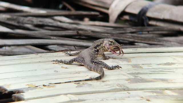 Garden Lizard Eating on Wooden Surface