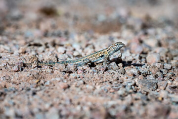 desert lizard on rocks