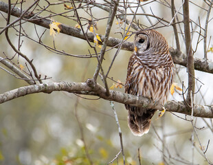 Barred Owl Perched