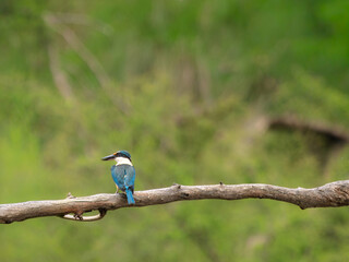 Solo Blue Kingfisher Perched High