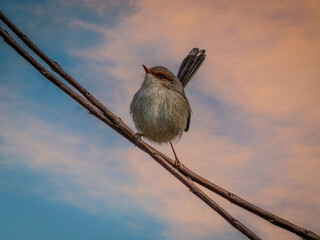  Sunset Superb Fairy Wren Female