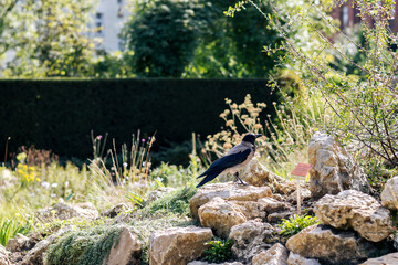 A crow sits on a stone in the garden, looking for food.