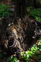 Old tree stump in the forest with green grass and flowers in the foreground