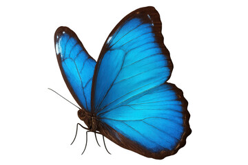 Blue morpho butterfly featuring iridescent wings and rich brown body, an insect fluttering on transparent background
