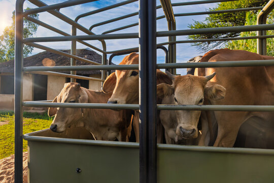 beef cattle transport, transport in trailer with metallic rails, livestock bullocks or young bulls, cows in cage
