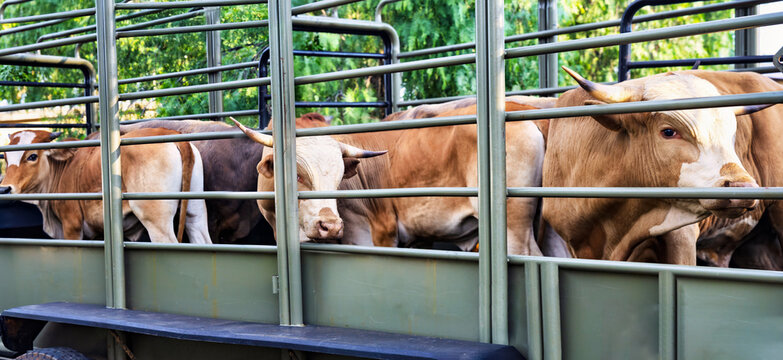 beef cattle, being transported in a livestock trailer, bullocks or young bulls,