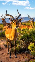 Impalas graze amidst shrubs; a picturesque landscape with mountains backdrop under a bright, sunny sky