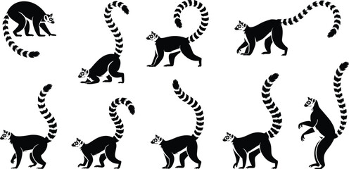 Diverse Poses of Ring- Tailed Lemur Silhouettes on White Background ring-tailed lemur animal © MdShahin