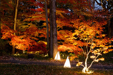 Autumn&rsquo;s Luminous Path