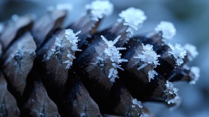 Close-up of a pine cone covered in delicate frost crystals, showcasing winters intricate beauty. - Powered by Adobe