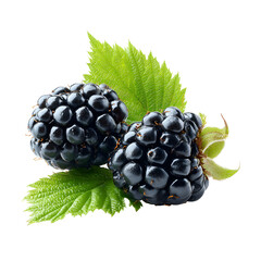 Fresh ripe blackberries with green leaves on white background