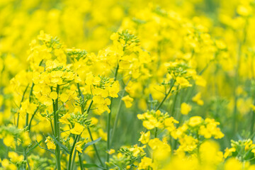 菜の花畑の風景