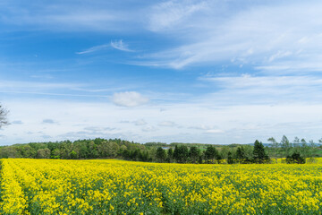 菜の花畑の風景