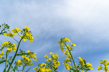 菜の花畑の風景