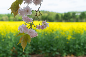 菜の花畑の風景