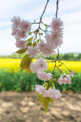 菜の花畑の風景