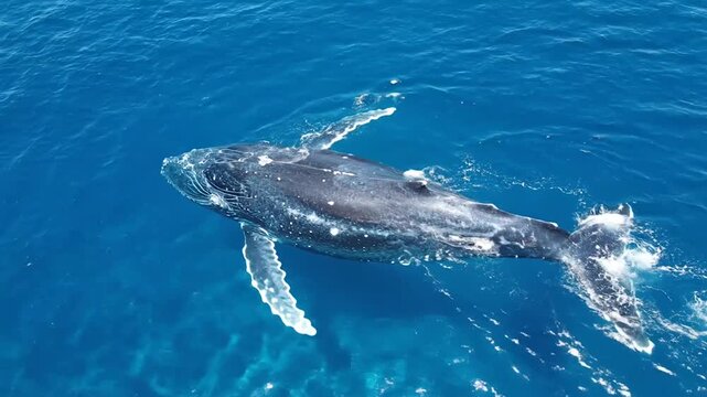 Aerial Cerulean Blue Ocean with Humpback Whale. Whale Swimming Diagonally in Clear Water. Sunlight Shimmer on Whale's Back.